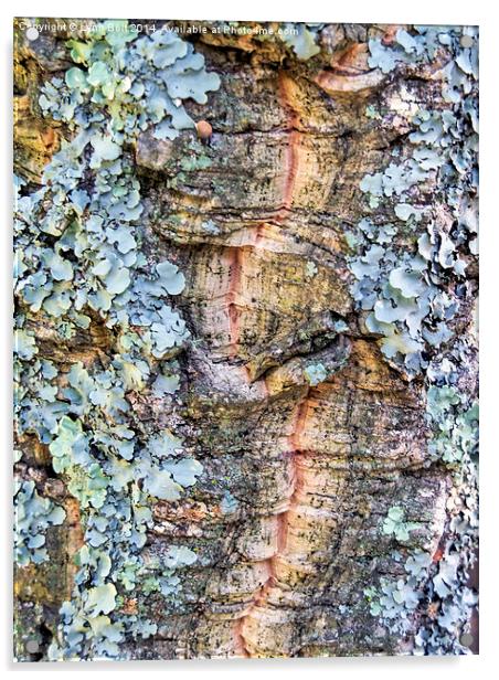  Lichen Acrylic by Lynn Bolt