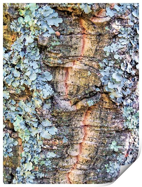  Lichen Print by Lynn Bolt