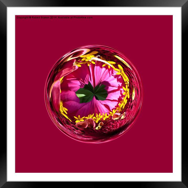  It's a red and yellow flower in the globe Framed Mounted Print by Robert Gipson