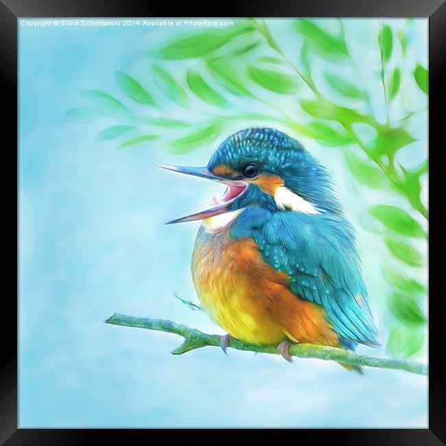  Happy little kingfisher Framed Print by Silvio Schoisswohl