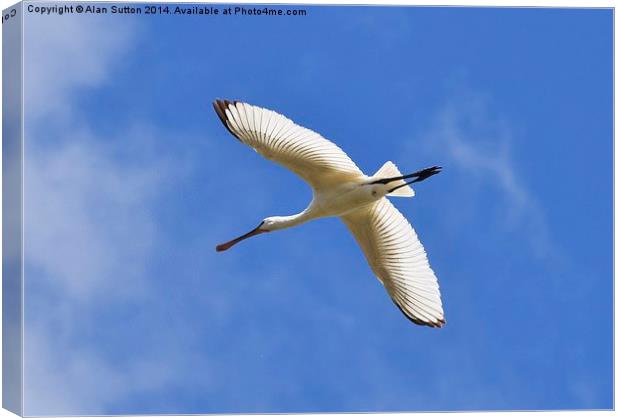  Hampshire Spoonbill Canvas Print by Alan Sutton