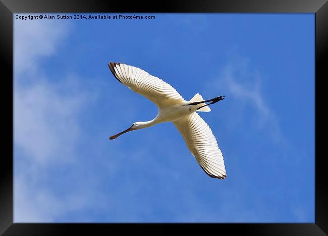  Hampshire Spoonbill Framed Print by Alan Sutton