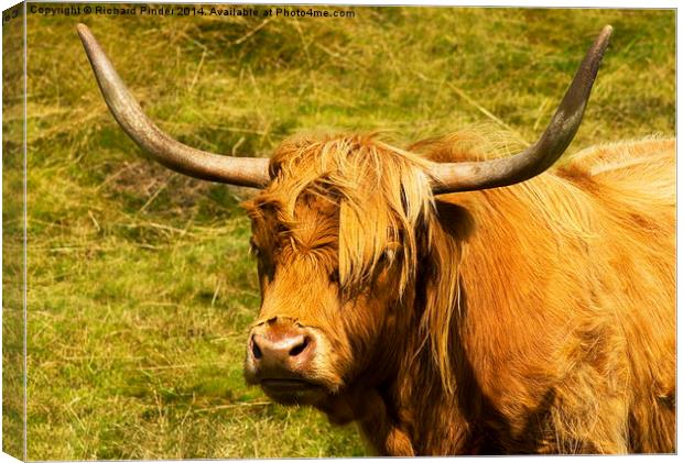   Highland Cow Canvas Print by Richard Pinder