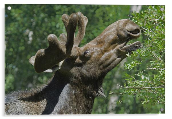 Bull Moose In Velvet Acrylic by Gary Beeler