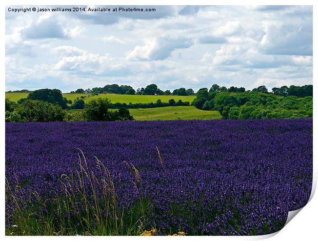Cotswold Lavender & Landscape  Print by Jason Williams