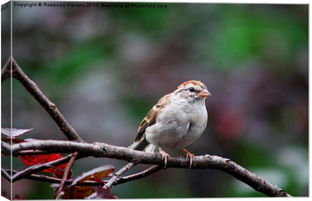 Chipping Sparrow Canvas Print by Rebecca Hansen