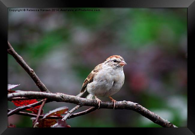 Chipping Sparrow Framed Print by Rebecca Hansen