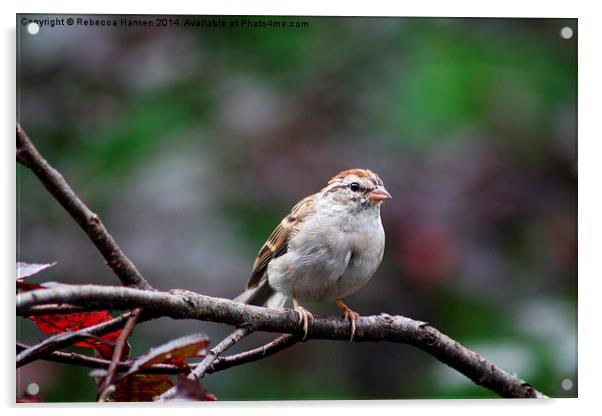 Chipping Sparrow Acrylic by Rebecca Hansen
