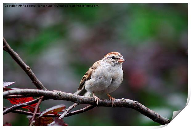 Chipping Sparrow Print by Rebecca Hansen