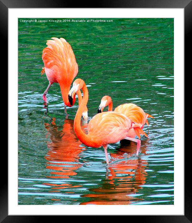 Pretty Flamingo  Framed Mounted Print by Jacqui Kilcoyne
