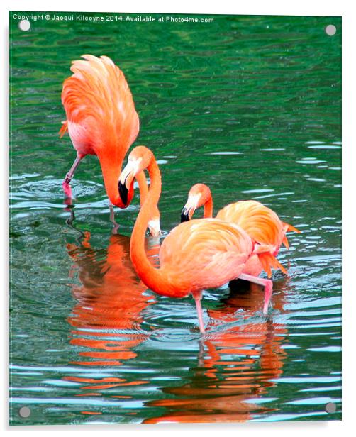 Pretty Flamingo  Acrylic by Jacqui Kilcoyne