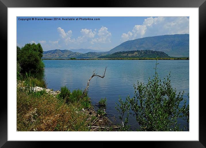  Albania Lake Vivari  Framed Mounted Print by Diana Mower