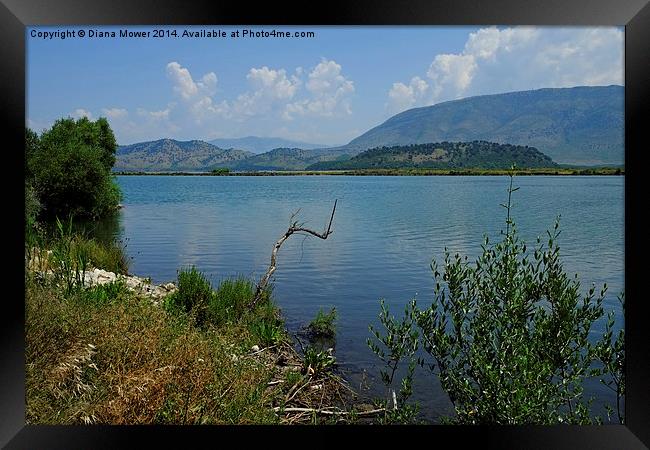  Albania Lake Vivari  Framed Print by Diana Mower
