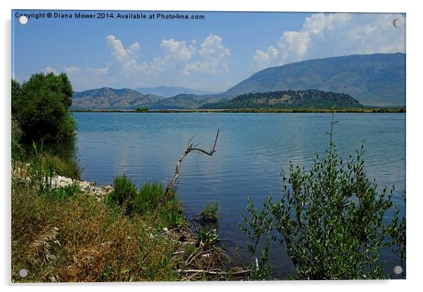  Albania Lake Vivari  Acrylic by Diana Mower