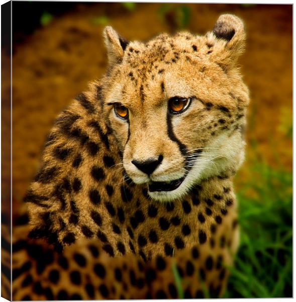  Cheetah Watching Canvas Print by David French