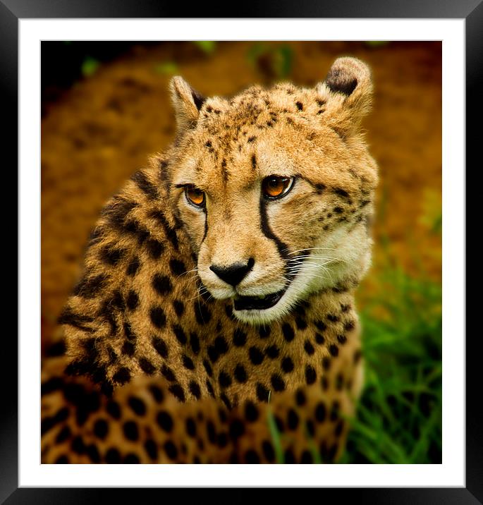  Cheetah Watching Framed Mounted Print by David French