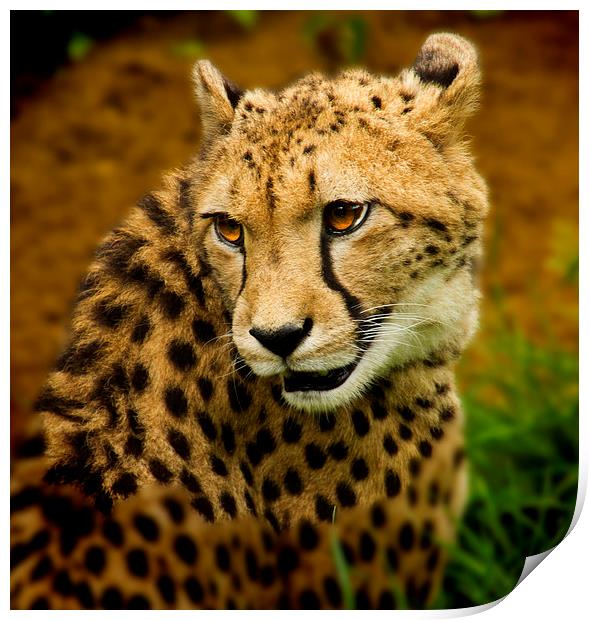  Cheetah Watching Print by David French