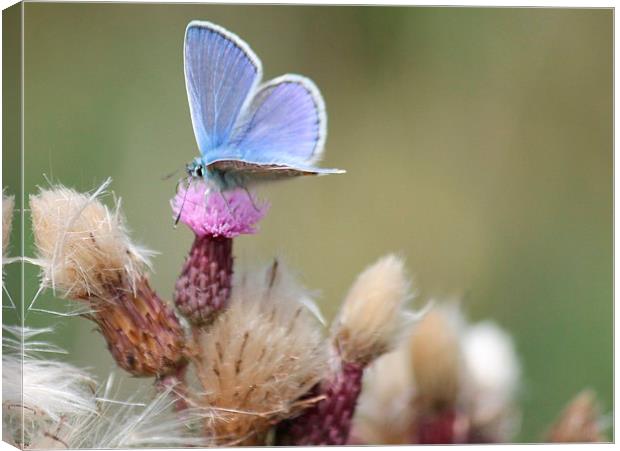  Blue butterfly and thistle Canvas Print by Kayleigh Meek