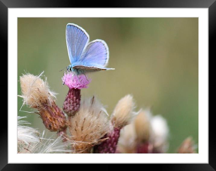  Blue butterfly and thistle Framed Mounted Print by Kayleigh Meek