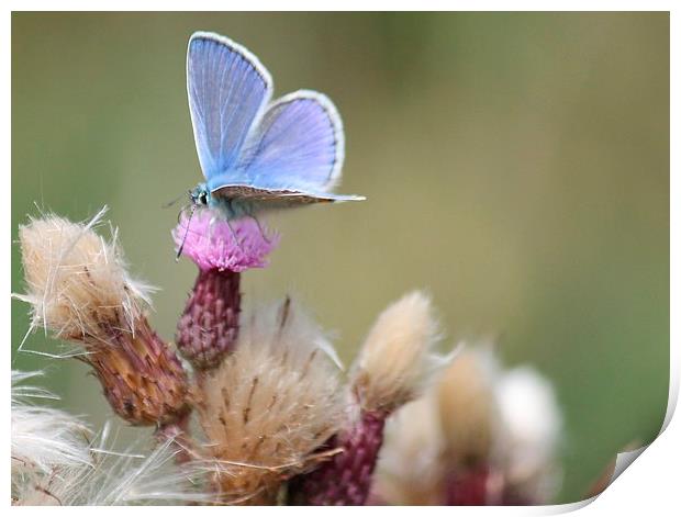  Blue butterfly and thistle Print by Kayleigh Meek
