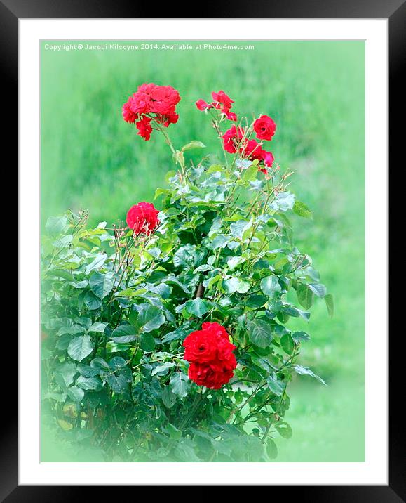 Last of the Summer Roses  Framed Mounted Print by Jacqui Kilcoyne