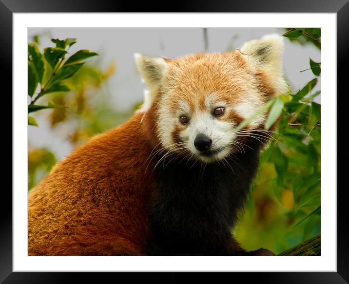  China Red Panda Framed Mounted Print by David French