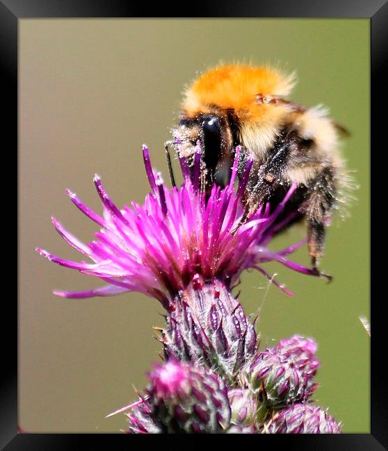  Bumble bee on a thistle Framed Print by Kayleigh Meek