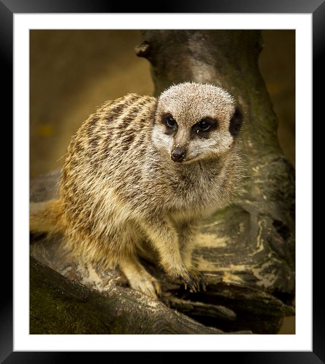  Meerkats  Framed Mounted Print by David French