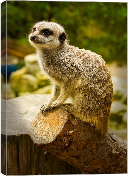  Meerkats  Canvas Print by David French