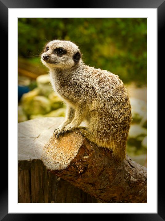  Meerkats  Framed Mounted Print by David French