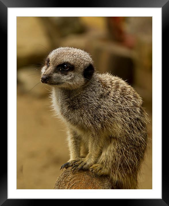Meerkats   Framed Mounted Print by David French