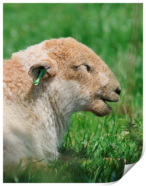  Happy Sheep Print by Kayleigh Meek