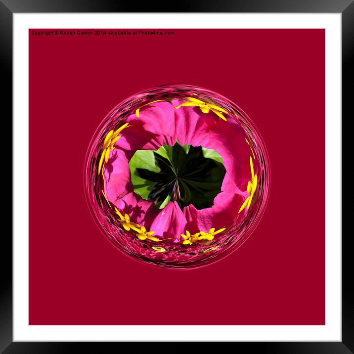   It's a red and yellow flower in the globe Framed Mounted Print by Robert Gipson