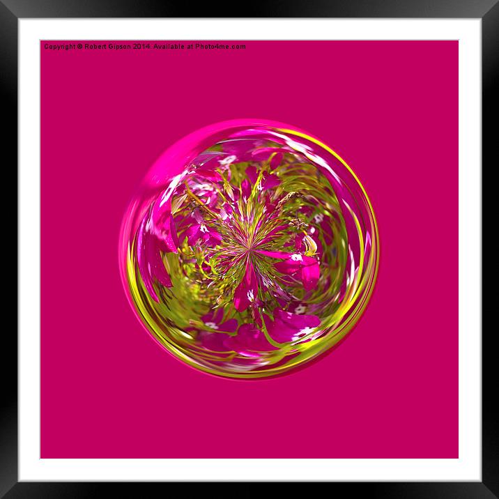   Its a purple and yellow flower in the globe Framed Mounted Print by Robert Gipson