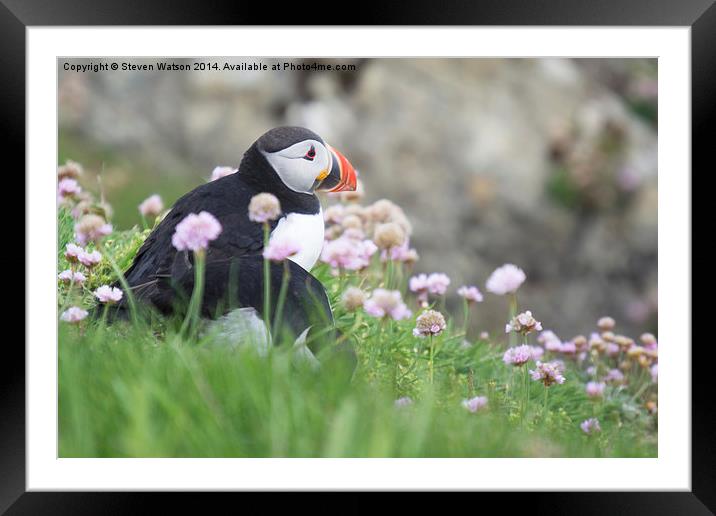  Puffins  Framed Mounted Print by Steven Watson