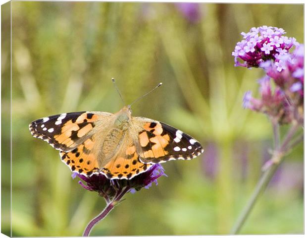 Painted Lady Canvas Print by Alan Pickersgill