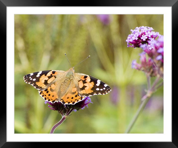 Painted Lady Framed Mounted Print by Alan Pickersgill