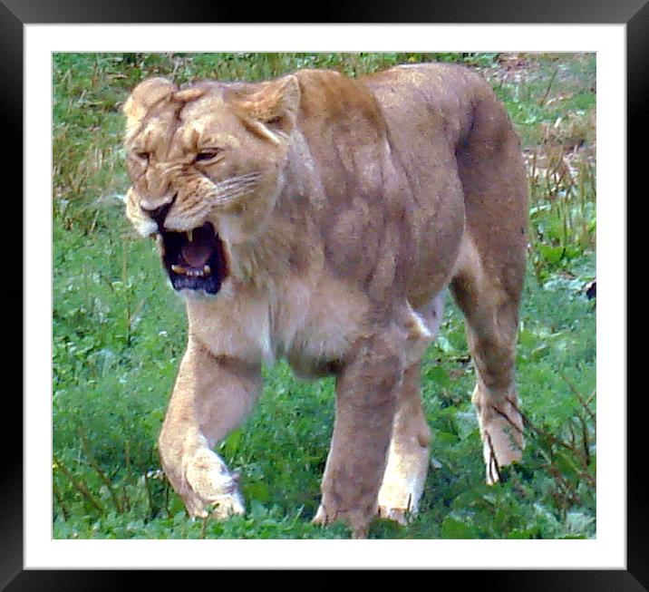 Lion roar! Framed Mounted Print by Catherine Fowler