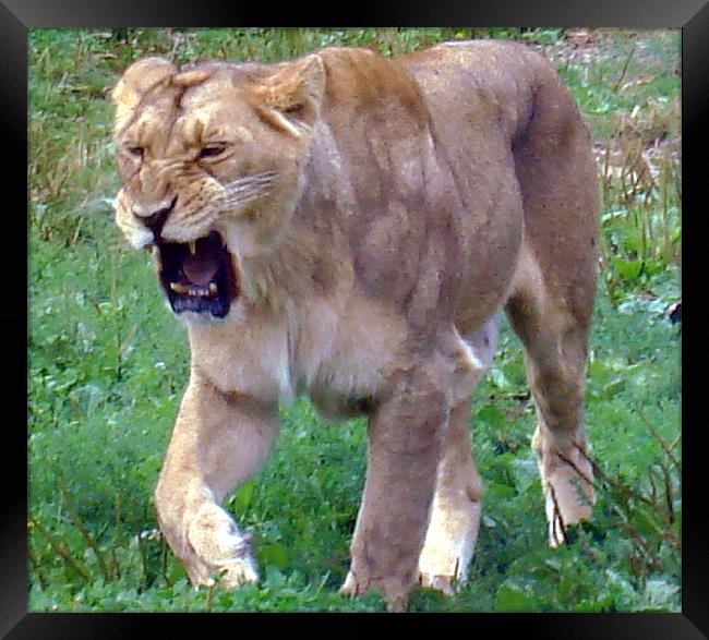 Lion roar! Framed Print by Catherine Fowler