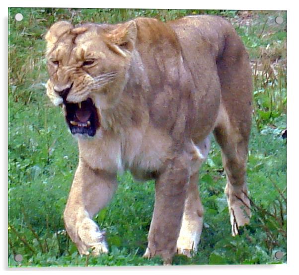 Lion roar! Acrylic by Catherine Fowler
