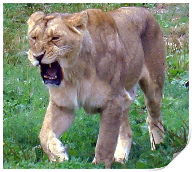 Lion roar! Print by Catherine Fowler