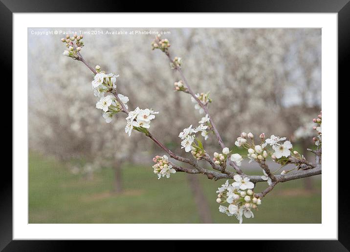  Spring Blossom  Framed Mounted Print by Pauline Tims