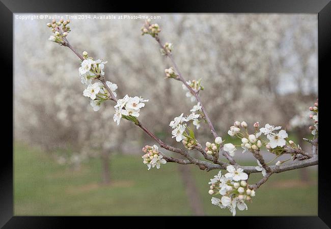  Spring Blossom  Framed Print by Pauline Tims