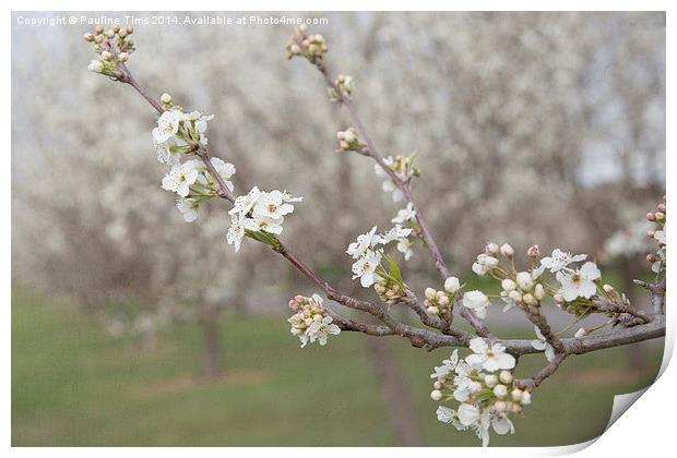  Spring Blossom  Print by Pauline Tims