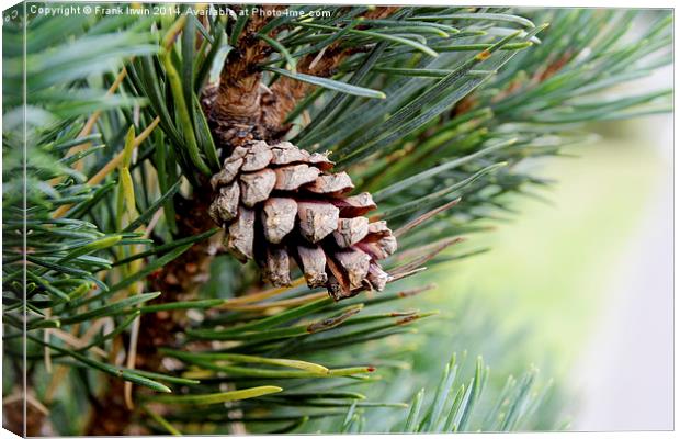  An early developing pine cone Canvas Print by Frank Irwin