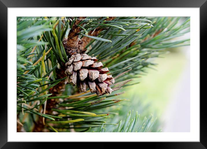  An early developing pine cone Framed Mounted Print by Frank Irwin