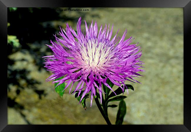  Common Purple Thistle  Framed Print by Frank Irwin