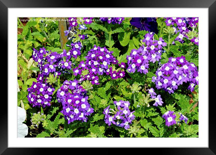  Beautiful Verbena flower bed Framed Mounted Print by Frank Irwin