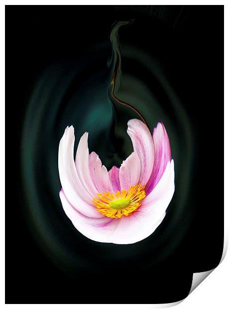 Japanese anemone flower Print by paul holt