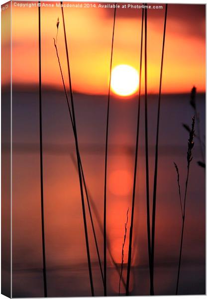 Tall Grass In Sunset Canvas Print by Anne Macdonald